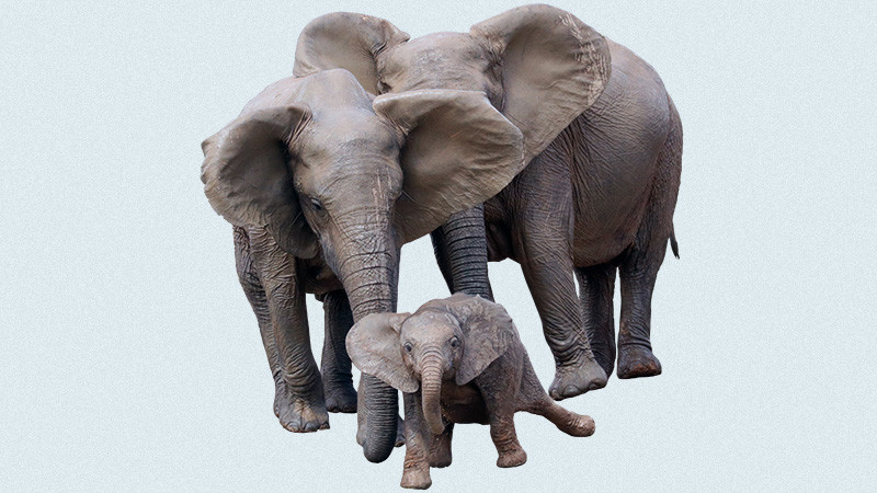 elephants-800x450.jpg